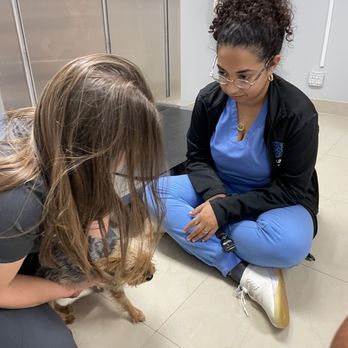 Alma Vet Connection - Veterinarians Near Me - Wellington, Florida Alma Vet Connection - Veterinarians Near Me - Wellington, Florida