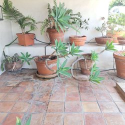A C Brothers Landscape - Plantas y en maceteros