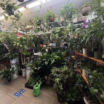 Bens Florist Shop Inc. - Florists Near Me - Brooklyn, New York Bens Florist Shop Inc. - Florists Near Me - Brooklyn, New York