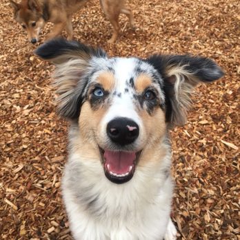 Instinct Dog Behavior & Training - Pet Training Near Me - New York, New York Instinct Dog Behavior & Training - Pet Training Near Me - New York, New York