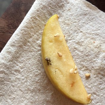 Outerlands - Dead bug on an apple slice :| - New American Near Me - San Francisco, California