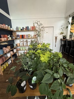 Greenhouse Coffee + Plants by null