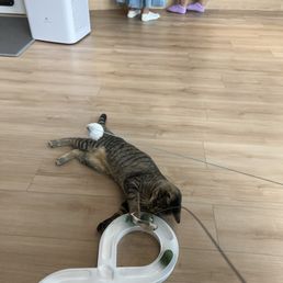 KOKORO CAT CAFE - Updated January 2026 - 63 Photos & 17 Reviews - 133