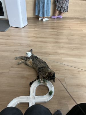 Kokoro Cat Café by null