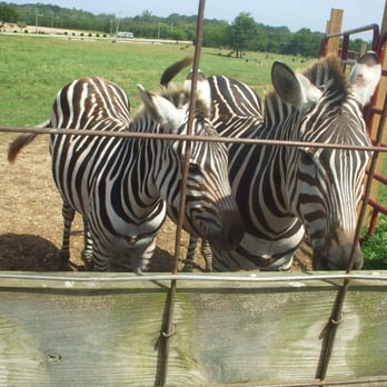 Tupelo Buffalo Park and Zoo - Zebs on the Ride at the feeding trough. - Zoos Near Me - Tupelo, Mississippi Tupelo Buffalo Park and Zoo - Zebs on the Ride at the feeding trough. - Zoos Near Me - Tupelo, Mississippi