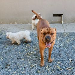 You Luckie Dog Kennels And Cat House - Sweet baby girl