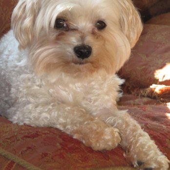 mansfield veterinary hospital