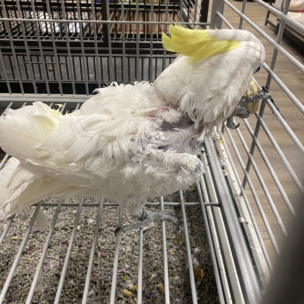 Pets-R-US - Cockatoo - Pet Stores Near Me - Omaha, Nebraska Pets-R-US - Cockatoo - Pet Stores Near Me - Omaha, Nebraska