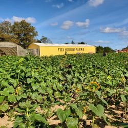 Rottkamp's Fox Hollow Farm Stand