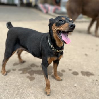 Camp Zoo & Pet Ranch - Pet Boarding Near Me - Austin, Texas Camp Zoo & Pet Ranch - Pet Boarding Near Me - Austin, Texas