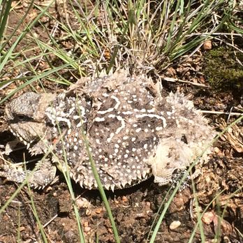 Peter Chang - Santa Fe Properties - Nice healthy Horny Toad - Real Estate Agents Near Me - Santa Fe, New Mexico Peter Chang - Santa Fe Properties - Nice healthy Horny Toad - Real Estate Agents Near Me - Santa Fe, New Mexico