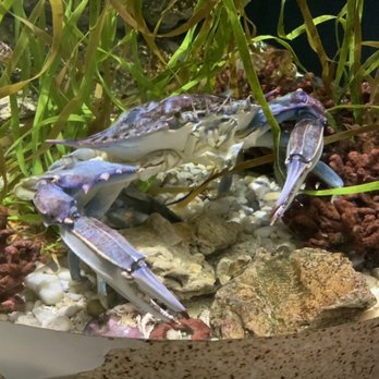 Calvert Marine Museum - Blue crab - Museums Near Me - Solomons, Maryland
