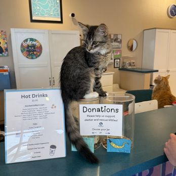 Catopia Cat Cafe - Pet Adoption Near Me - Albuquerque, New Mexico