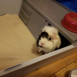 Cats and Hamsters - I found Rachel on google,Very happy I did,she took great care of my babies, deffinetly will use her again,great job well done.Thanks Rachel.