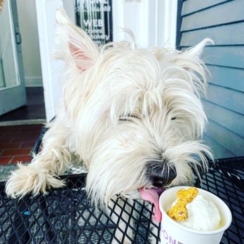 Bones Bakery - a dog licking a cup of ice cream - Pet Stores Near Me - Rochester, New York Bones Bakery - a dog licking a cup of ice cream - Pet Stores Near Me - Rochester, New York