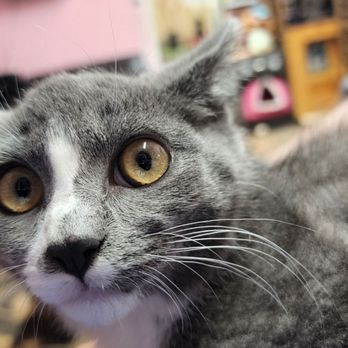 Luna Cafe - One of the cats - Japanese Near Me - Syracuse, New York