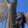 Photo of Green Arbor Tree & Property