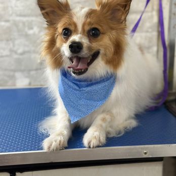 Gracies Mobile Grooming - Pet Groomers Near Me
