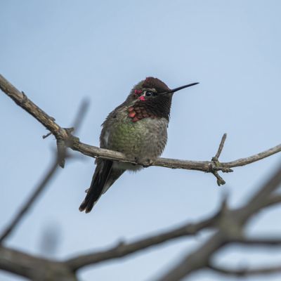 Sepulveda Basin Wildlife Reserve by null