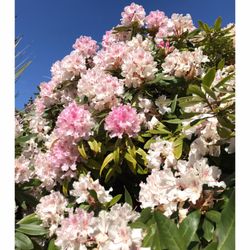 Walk Liverpool with Jez - Flowers, a pretty "parky" thing, right?