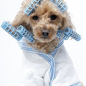 Wash & Wag - Pet Groomers Near Me - Kerrville, Texas Wash & Wag - Pet Groomers Near Me - Kerrville, Texas