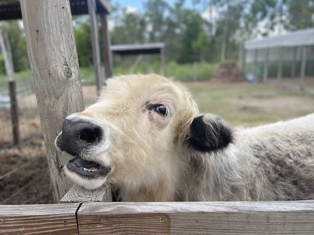 SPRINGTIME FARMS Updated September 2024 113 Photos & 32 Reviews