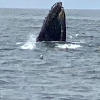 Sub Sea Tours - Amazing whales a mile and half from morro rock. - Rafting/Kayaking Near Me - Morro Bay, California Sub Sea Tours - Amazing whales a mile and half from morro rock. - Rafting/Kayaking Near Me - Morro Bay, California
