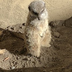 Calgary Zoo Station - Meerkat