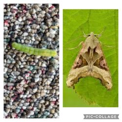 Winston City of - Caterpillar will be an Angle Shades moth. The wings are folded along the body at rest which gives the impression of a withered autumn leaf.