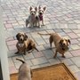 Photo of Signature Paw Spa