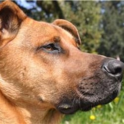 Del Norte Kennels