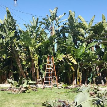 Socal Arborists - Before ~ - Tree Services Near Me - Fountain Valley, California Socal Arborists - Before ~ - Tree Services Near Me - Fountain Valley, California
