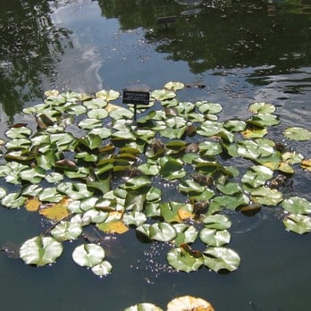 Brooklyn Botanic Garden - baby ducks with lily pads - Botanical Gardens Near Me - Brooklyn, New York Brooklyn Botanic Garden - baby ducks with lily pads - Botanical Gardens Near Me - Brooklyn, New York