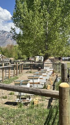 Wheeler Historic Farm by null