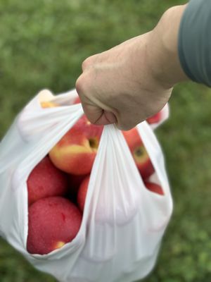 Catoctin Mountain Orchard by null