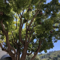 Town Center Corte Madera - Ain't she a beaut! Luv that they kept this gorgeous tree and incorporated it into the landscape.