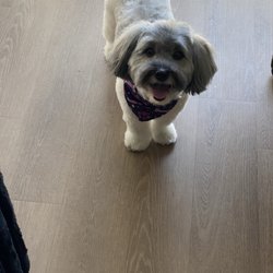 The Pet Wash - My dog Sasha right after her grooming appointment