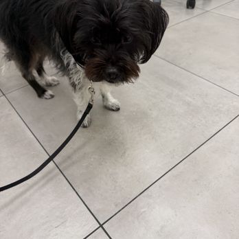 Lee Animal Hospital - Valentine - Veterinarians Near Me - Orange, California Lee Animal Hospital - Valentine - Veterinarians Near Me - Orange, California