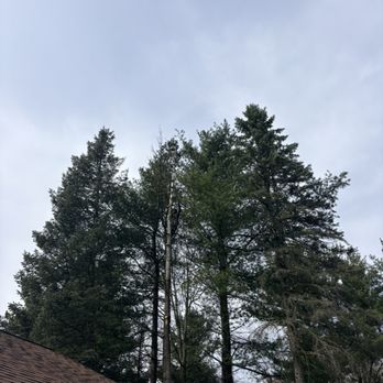 Chronister Tree Farm - Tree climber - Landscaping Near Me - Medina, Ohio
