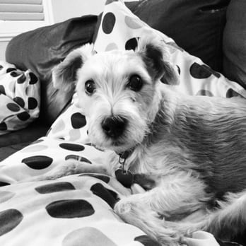 Creature Comforts Pet Care - Pet Sitting Near Me Creature Comforts Pet Care - Pet Sitting Near Me