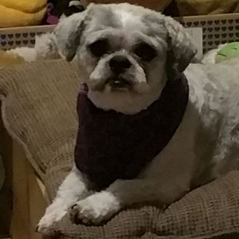 Perfect Pet Cuts - Pet Groomers Near Me - Tomball, Texas