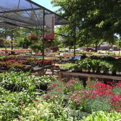 Stutzman Greenhouse - Flowers at Stutzmans green house.