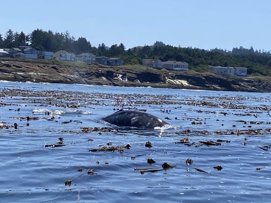 Whale's Tail Charters by null