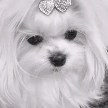 Dogwood Kennel - Pet Services Near Me Dogwood Kennel - Pet Services Near Me