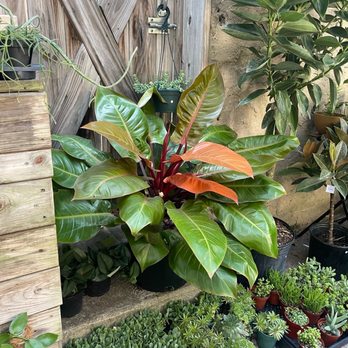 Stump - Red Congo - Home Decor Near Me - Philadelphia, Pennsylvania