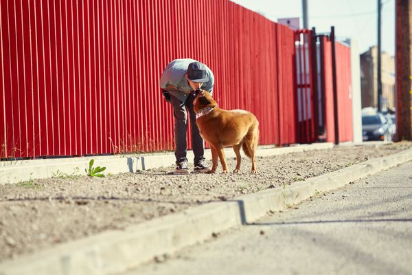 Happy Hound Play & Daycare, Inc.