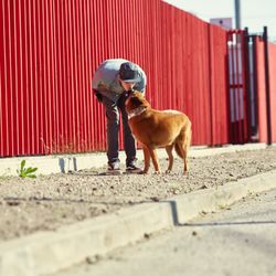 happy hounds doggy daycare
