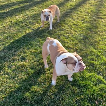 Sunshine Pet Care - Dog Walkers Near Me Sunshine Pet Care - Dog Walkers Near Me