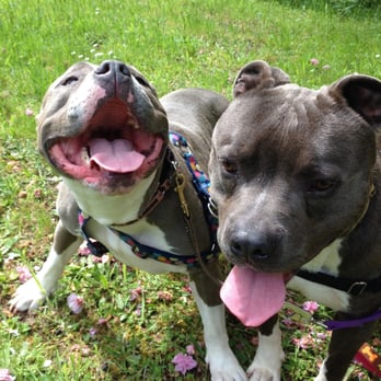 Oregon Ruff Runners - Angel and Doug - Dog Walkers Near Me