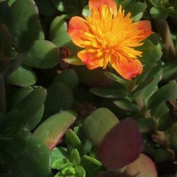 Laguna Coast Pottery - Nurseries & Gardening Near Me - Laguna Beach, California